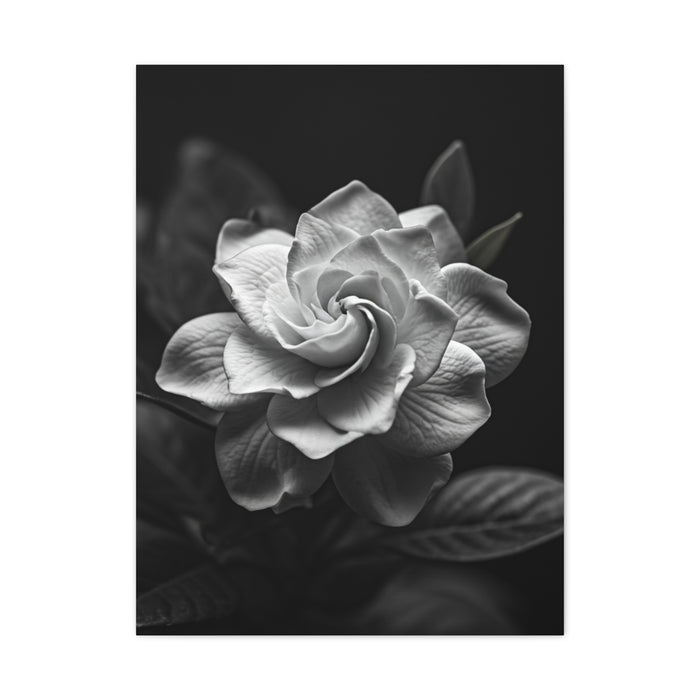 Timeless Garden Rose Portrait Wall Art & Canvas Prints