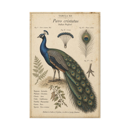 Antique Ornithology Peacock Illustration Wall Art & Canvas Print