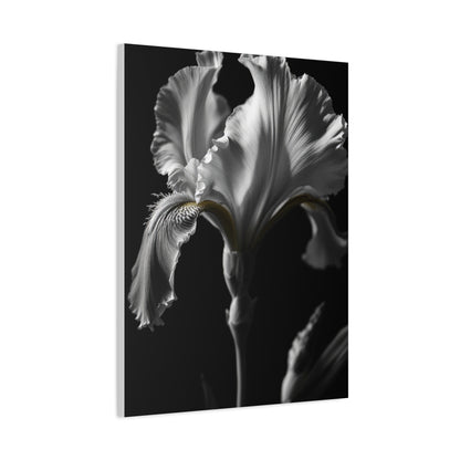 Elegant Iris in Shadowed Light Wall Art & Canvas Prints