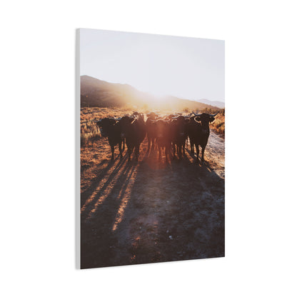 Sunset Bull Herd Silhouette Wall Art & Canvas Print