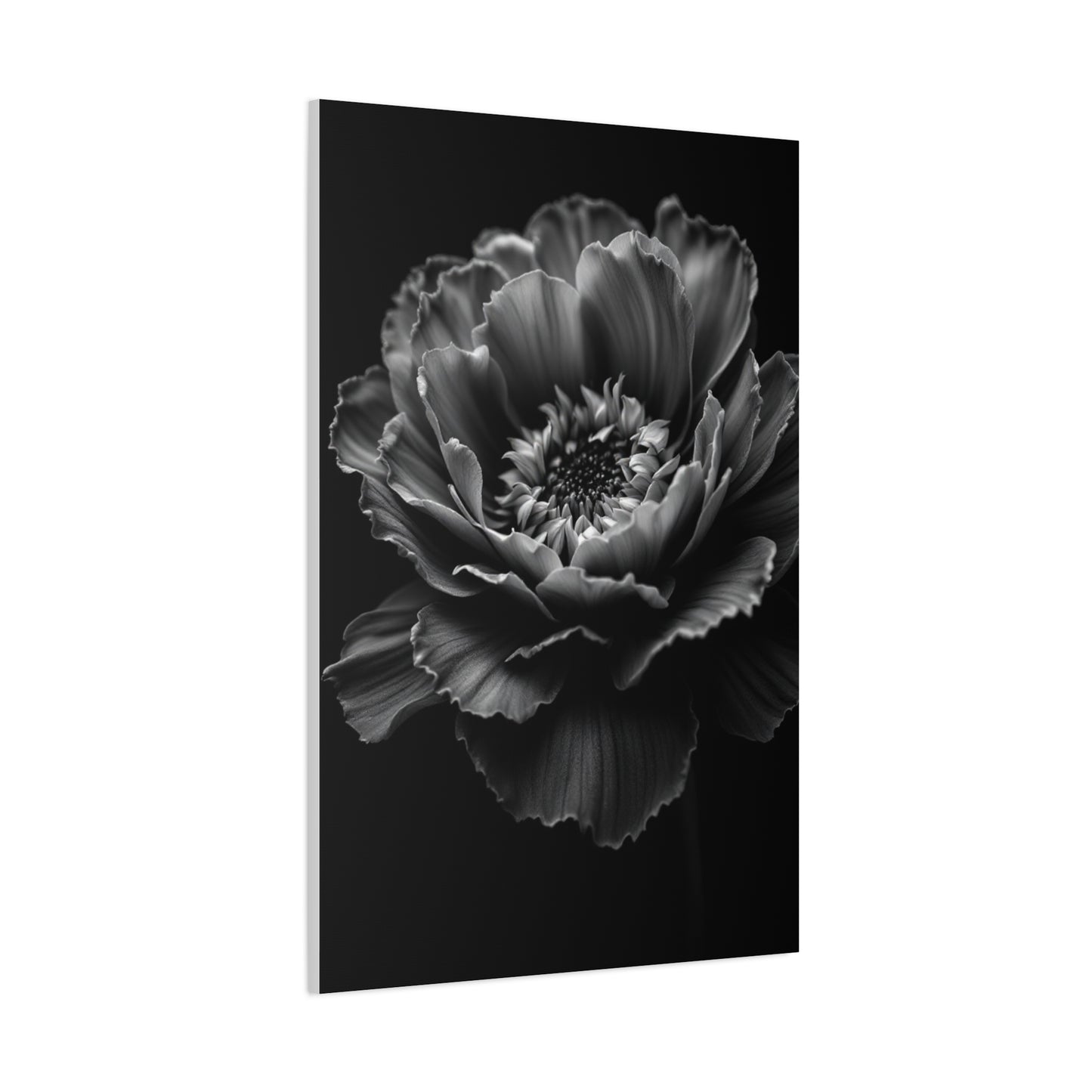Layered Peony in Soft Shadow Wall Art & Canvas Prints