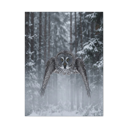 Great Grey Owl Winter Flight Wall Art & Canvas Print