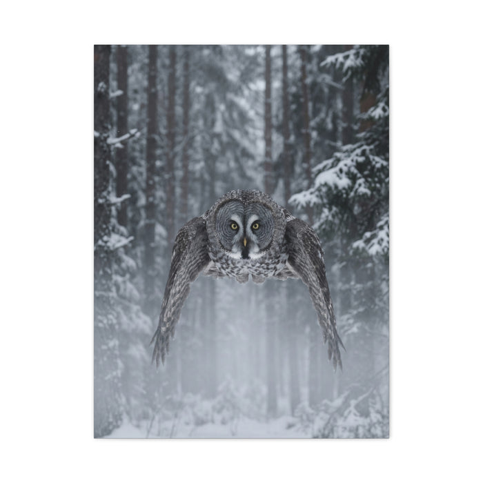 Great Grey Owl Winter Flight Wall Art & Canvas Print