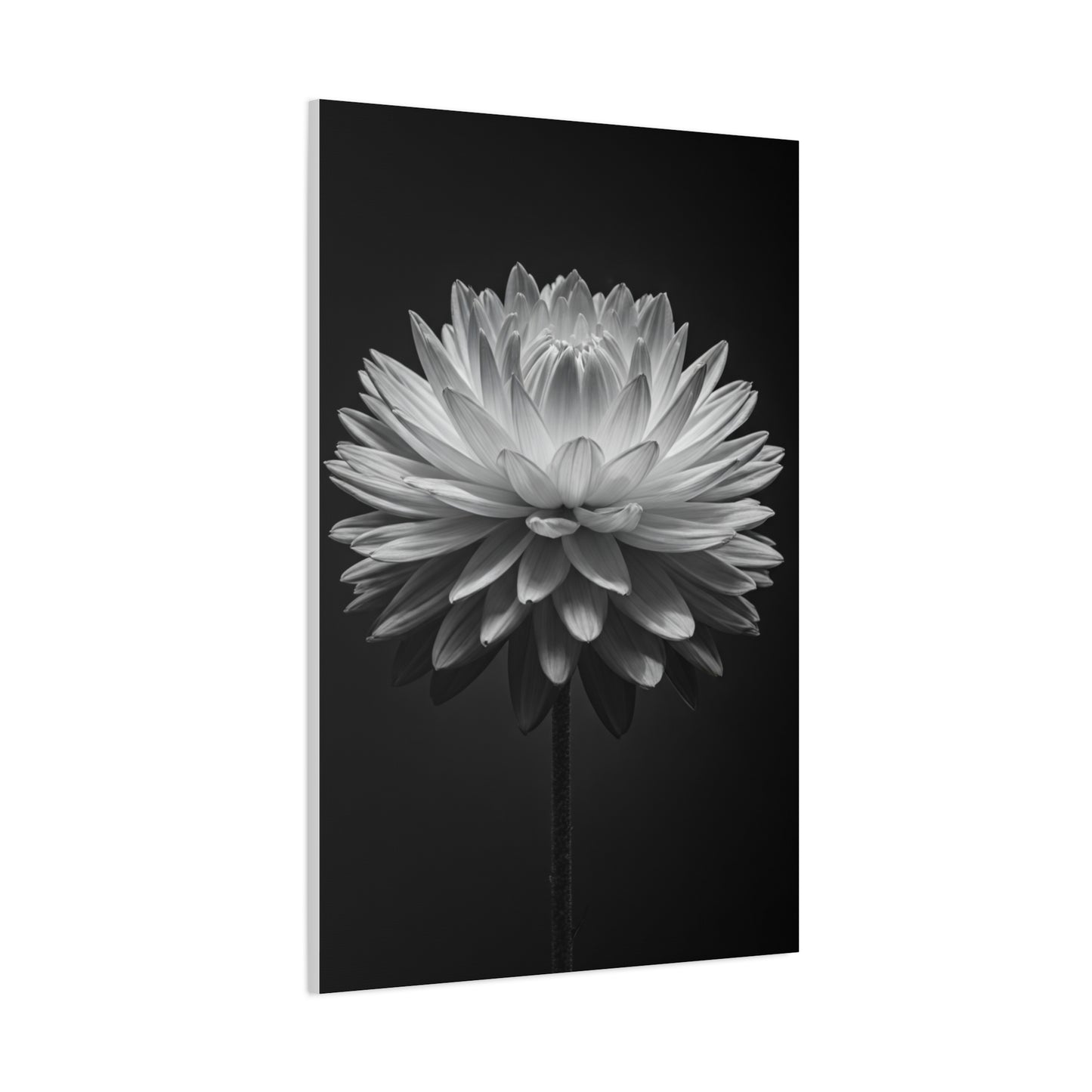 Symmetrical Dahlia Bloom Wall Art & Canvas Prints