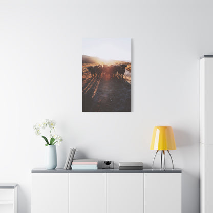 Sunset Bull Herd Silhouette Wall Art & Canvas Print