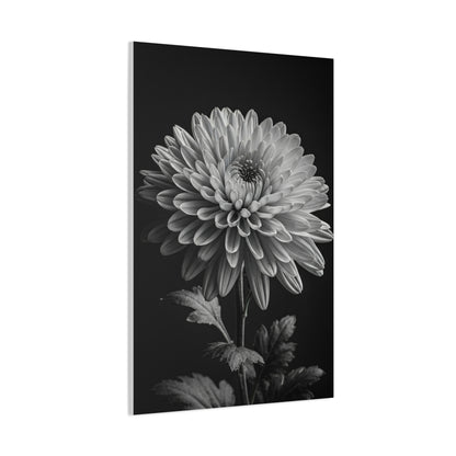 Chrysanthemum Bloom in Noir Wall Art & Canvas Prints