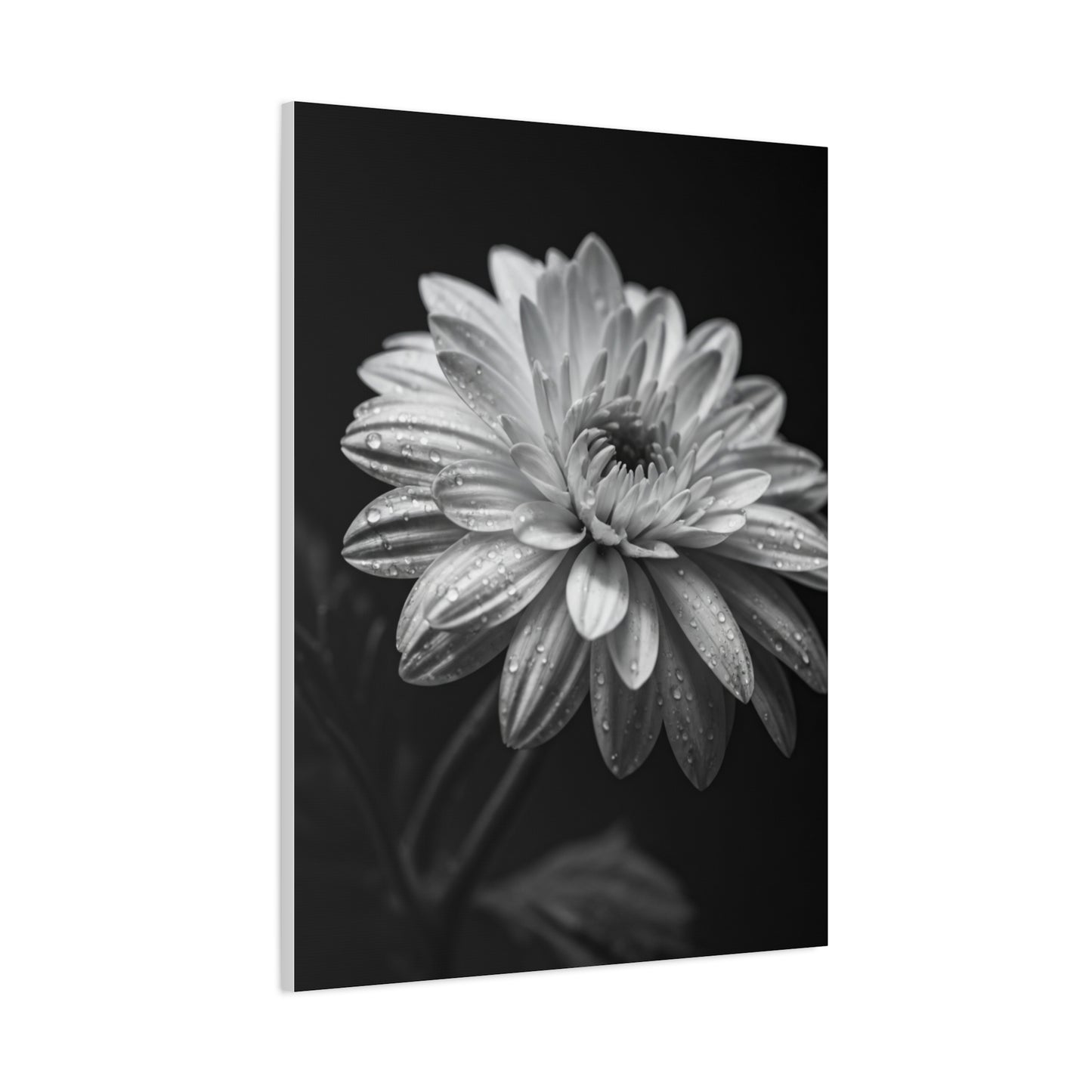 Peony Elegance in Monochrome Wall Art & Canvas Prints