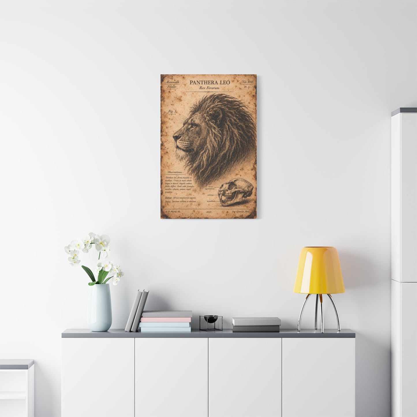 Vintage Lion Natural History Study Wall Art & Canvas Print