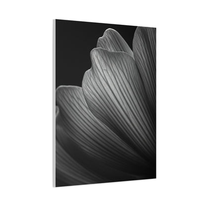 Sculpted Daffodil Bloom Study Wall Art & Canvas Prints