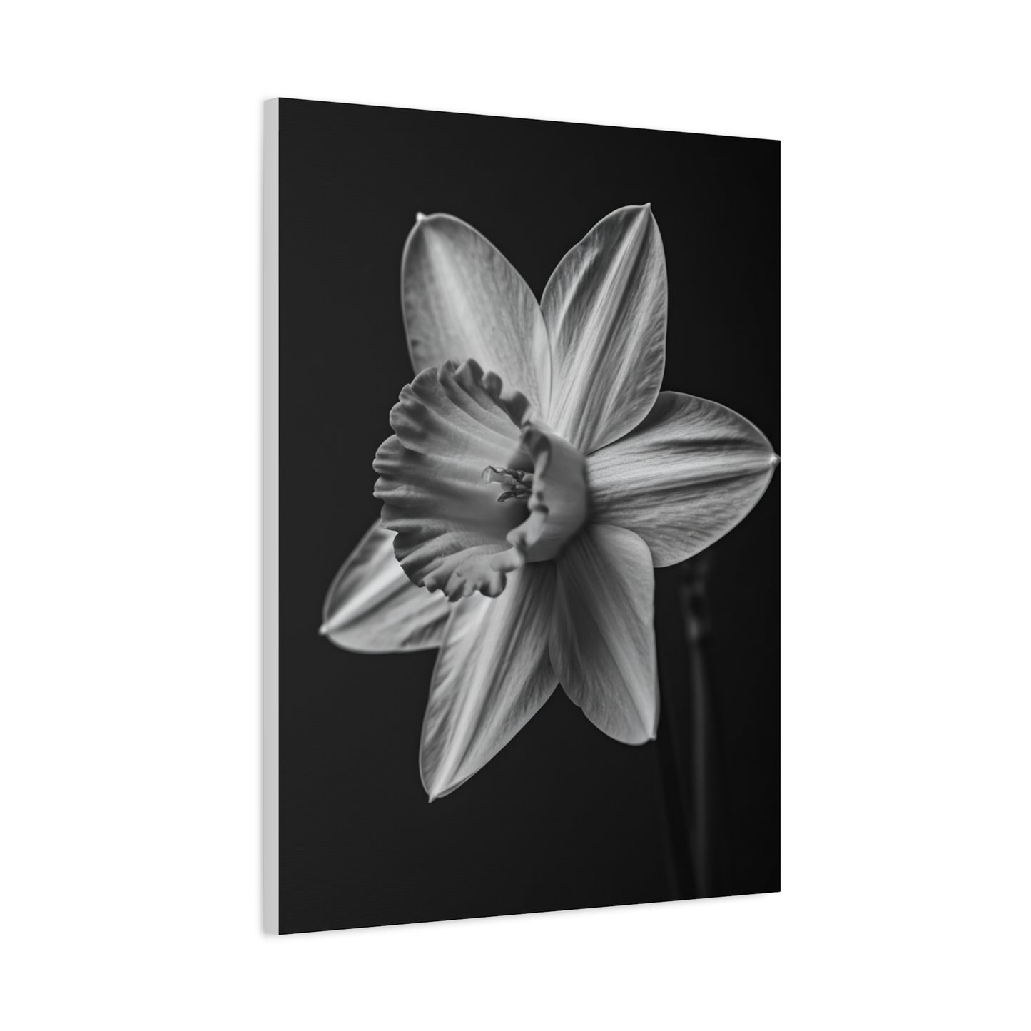 Monochrome Daffodil Grace Wall Art & Canvas Prints