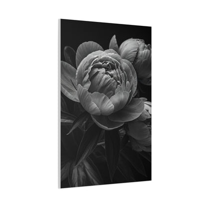 Peony Close-Up in Black and White Wall Art & Canvas Prints