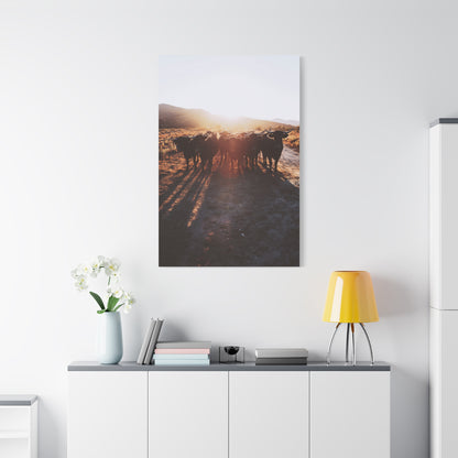 Sunset Bull Herd Silhouette Wall Art & Canvas Print