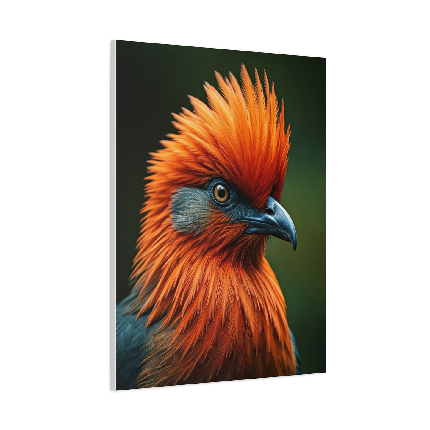 Andean Cock-of-the-Rock Portrait Wall Art & Canvas Prints