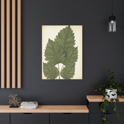 Vintage Leaf Study Illustration Wall Art & Canvas Prints