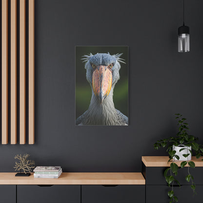 Majestic Shoebill Stork Close-Up Wall Art & Canvas Prints