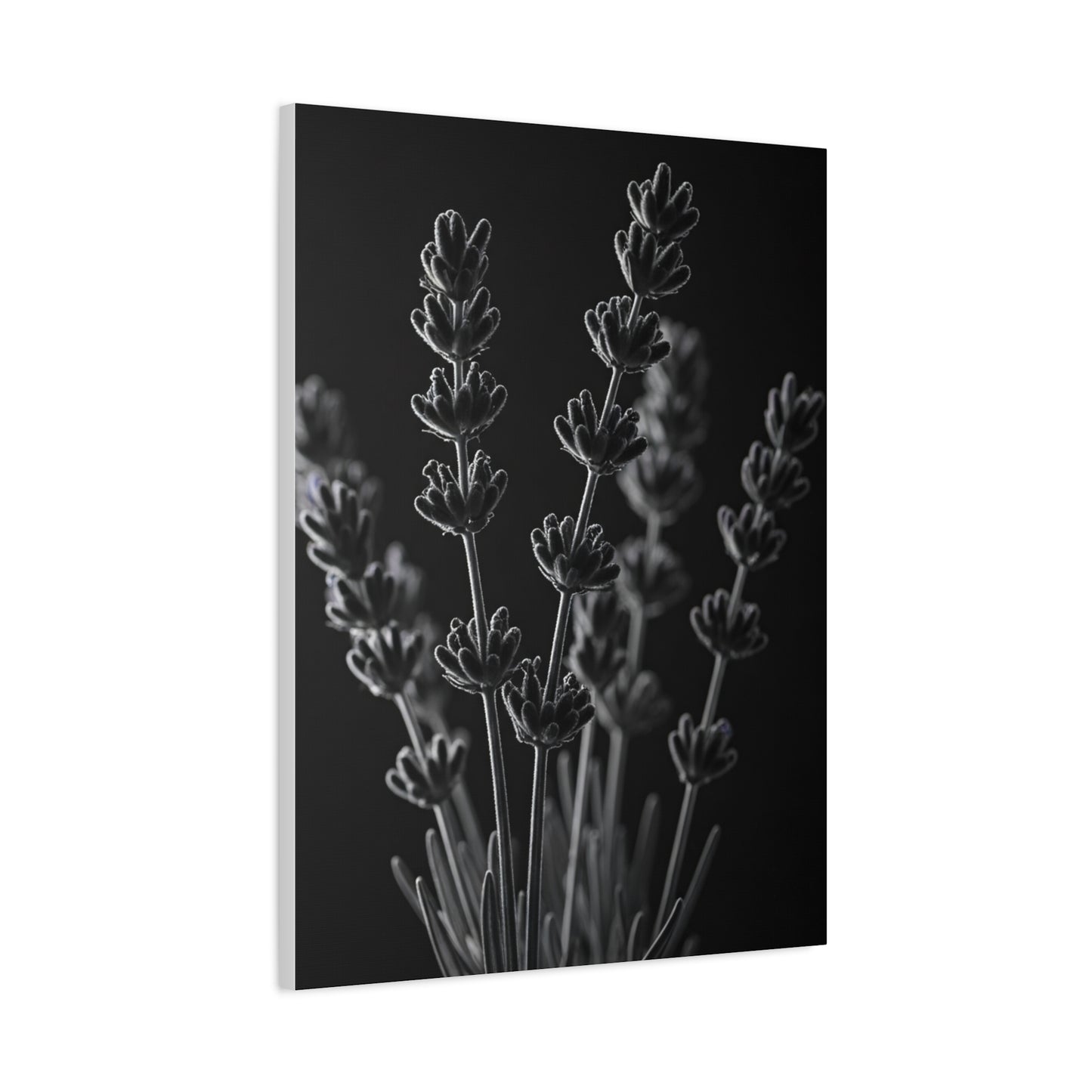 Lavender Silhouette Study Wall Art & Canvas Prints