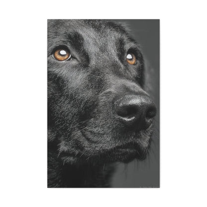 Black Labrador Fine Art Close-Up Wall Art & Canvas Print