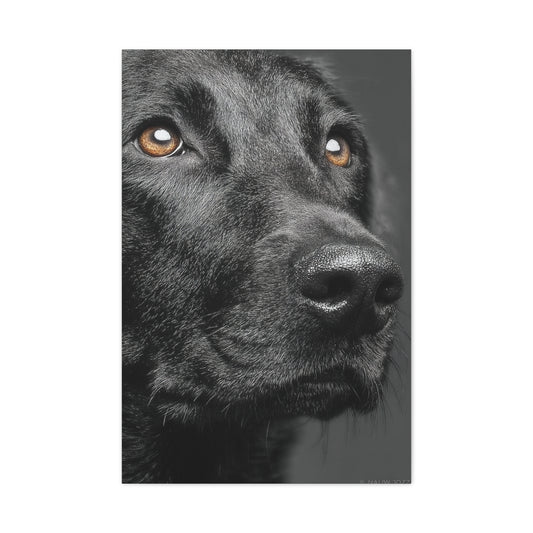Black Labrador Fine Art Close-Up Wall Art & Canvas Print