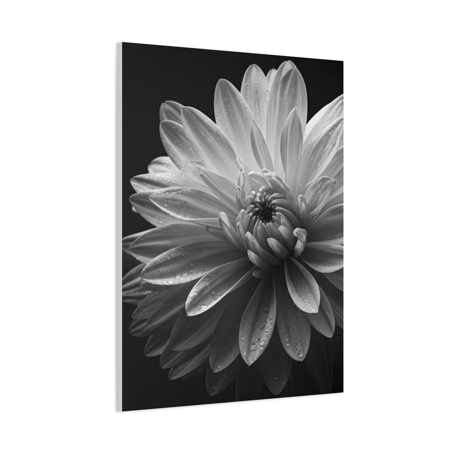 Chrysanthemum in Timeless Shadow Wall Art & Canvas Prints