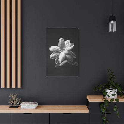 Midnight Jasmine Bloom Wall Art & Canvas Prints