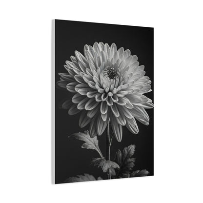 Chrysanthemum Bloom in Noir Wall Art & Canvas Prints