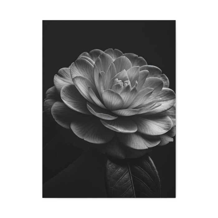 Camellia Bloom in Shadow Monochrome Wall Art & Canvas Prints