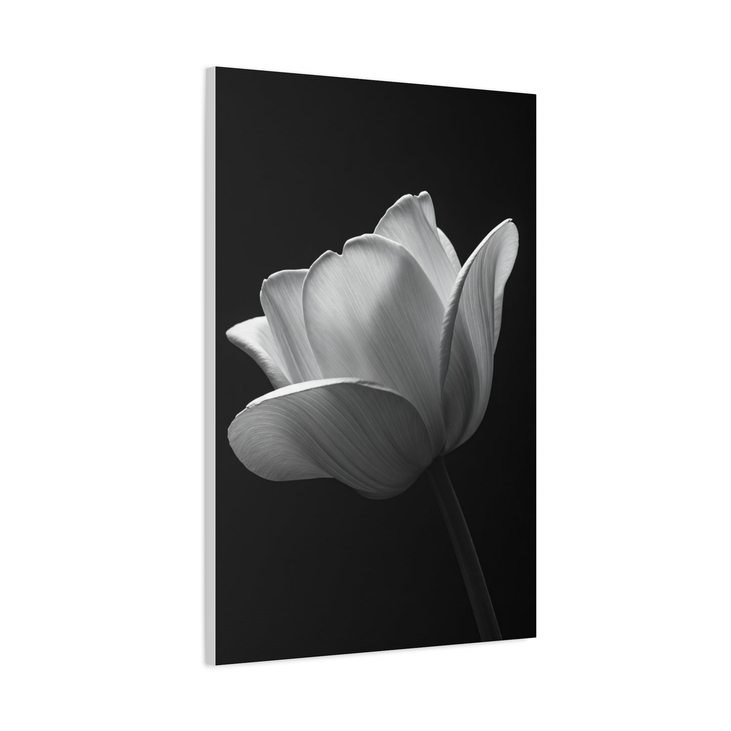 Orchid Symmetry in Black & White Wall Art & Canvas Prints