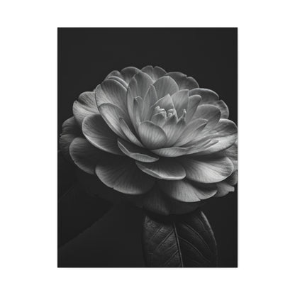 Camellia Bloom in Shadow Monochrome Wall Art & Canvas Prints