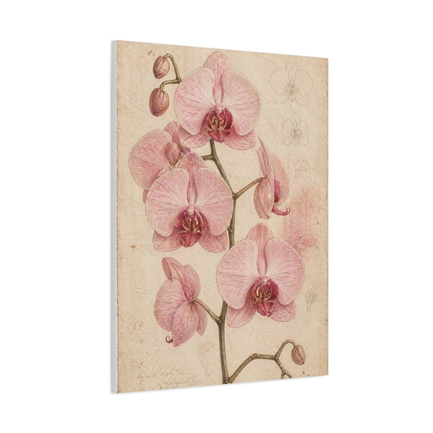 Vintage Orchid Botanical Study Wall Art & Canvas Print