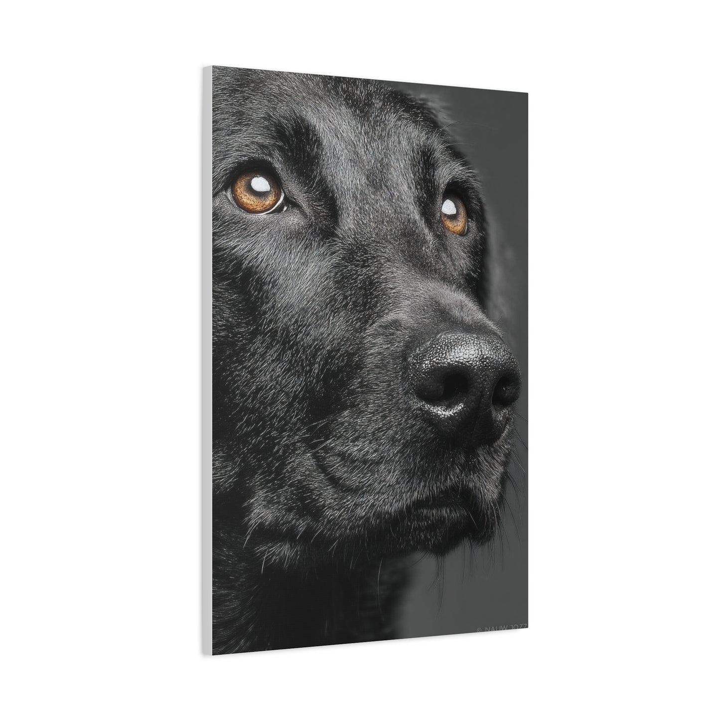 Black Labrador Fine Art Close-Up Wall Art & Canvas Print