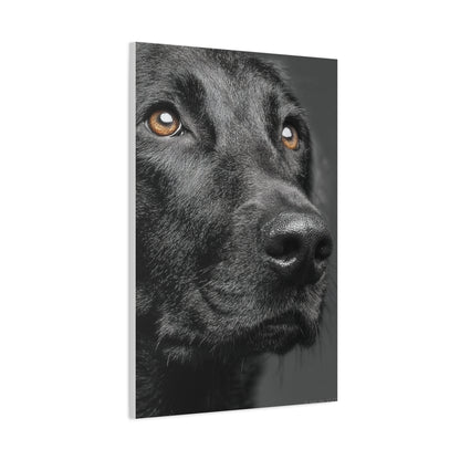 Black Labrador Fine Art Close-Up Wall Art & Canvas Print