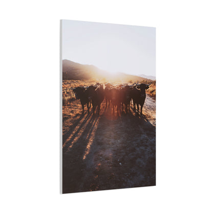 Sunset Bull Herd Silhouette Wall Art & Canvas Print