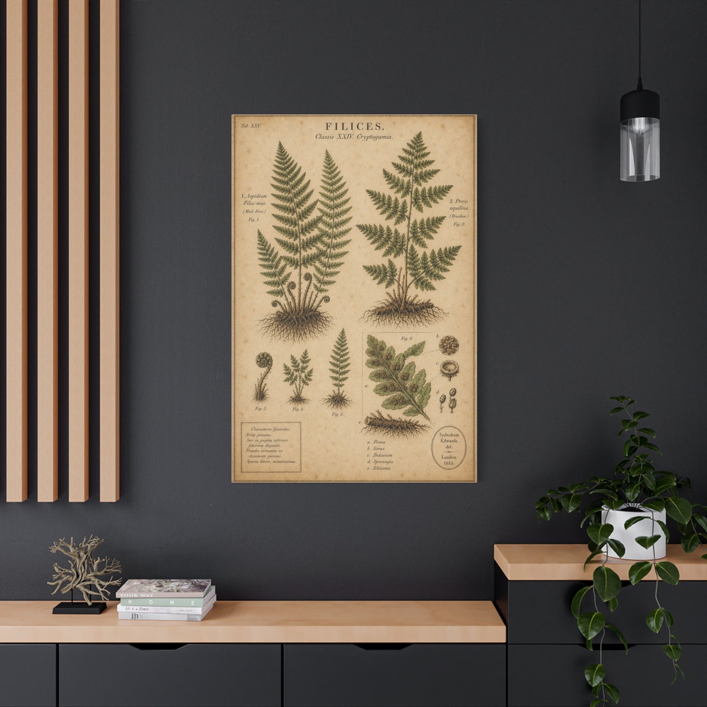 Antique Fern Herbarium Plate Wall Art & Canvas Print