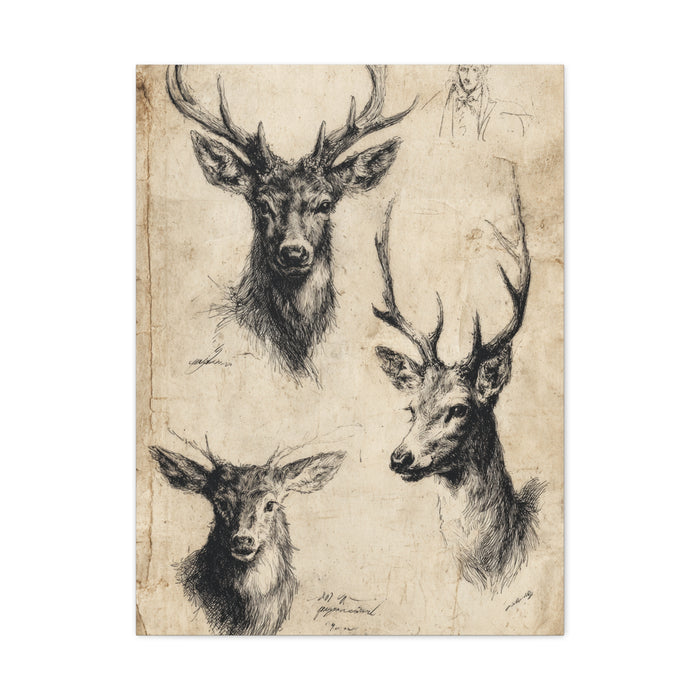 Vintage Natural History Deer Study Wall Art & Canvas Print