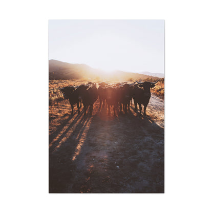 Sunset Bull Herd Silhouette Wall Art & Canvas Print