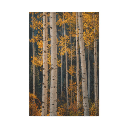 Golden Aspen Forest Autumn Vertical Trees Wall Art & Canvas Print