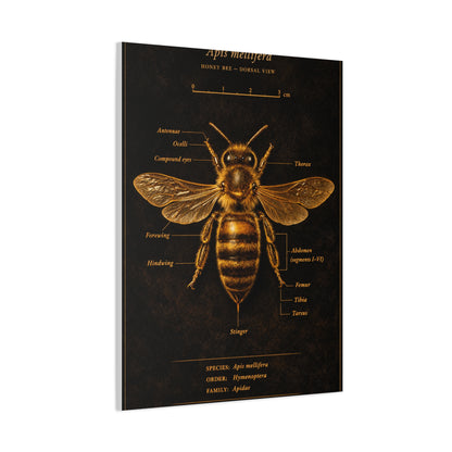 Gold Bee Entomology Study Wall Art & Canvas Print