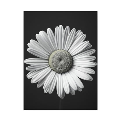 White Daisy Bloom Portrait Wall Art & Canvas Prints