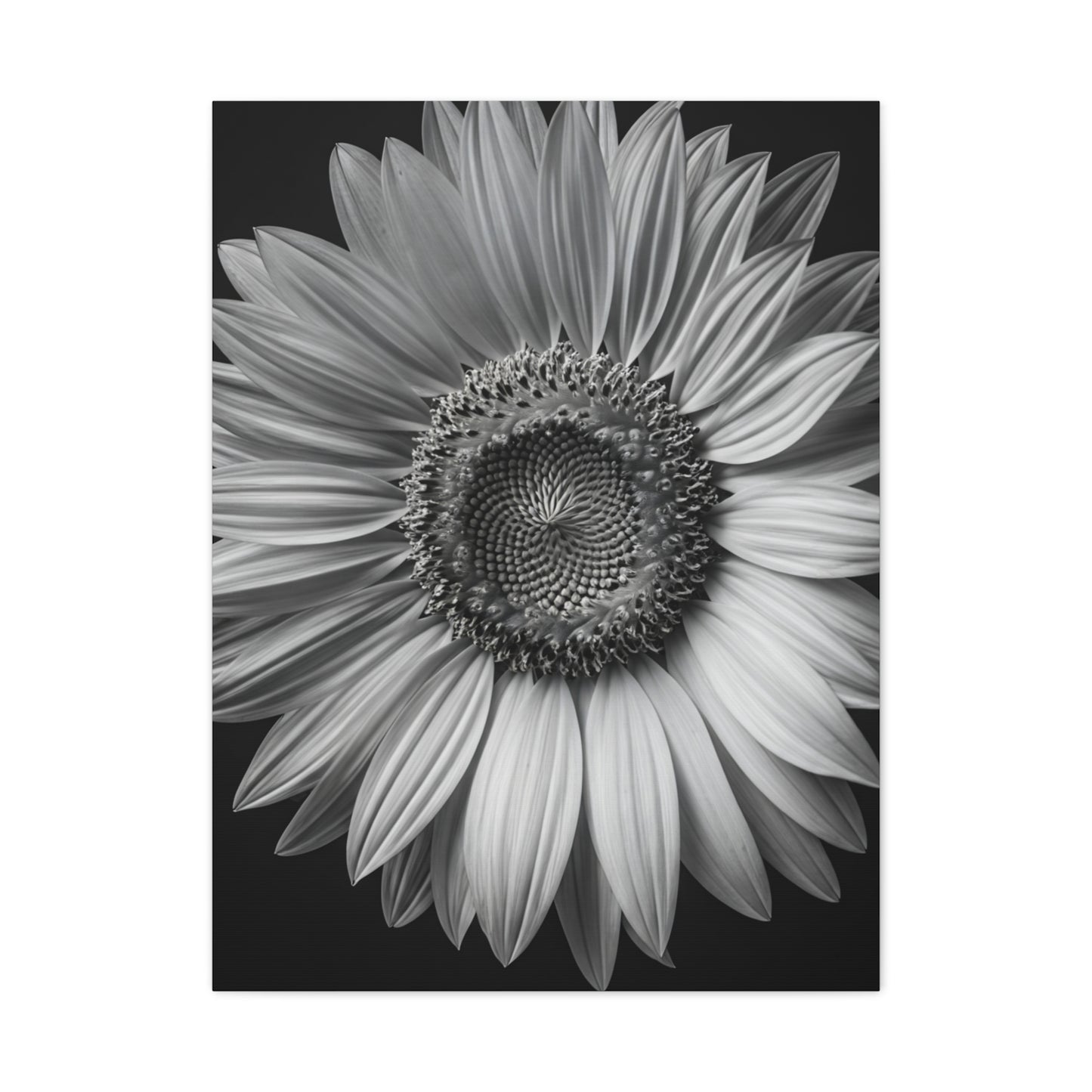 Velvet Orchid Bloom in Monochrome Wall Art & Canvas Prints