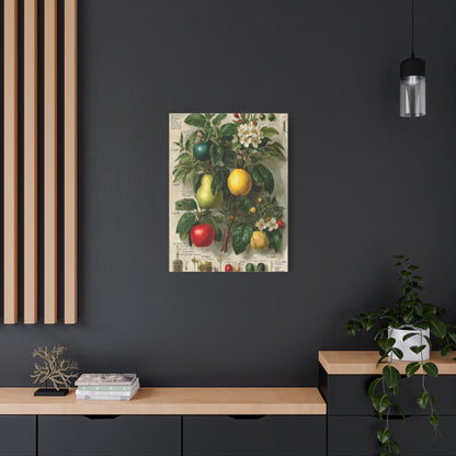 Antique Pomology Botanical Study Wall Art & Canvas Print