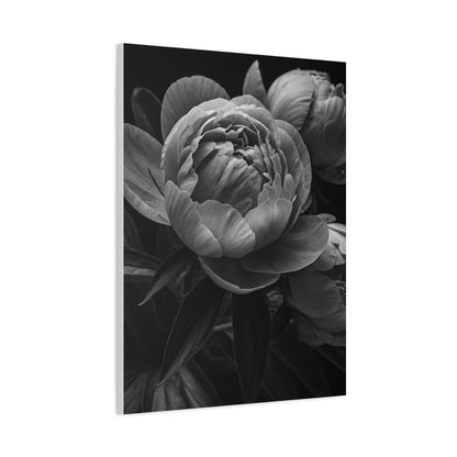 Peony Close-Up in Black and White Wall Art & Canvas Prints