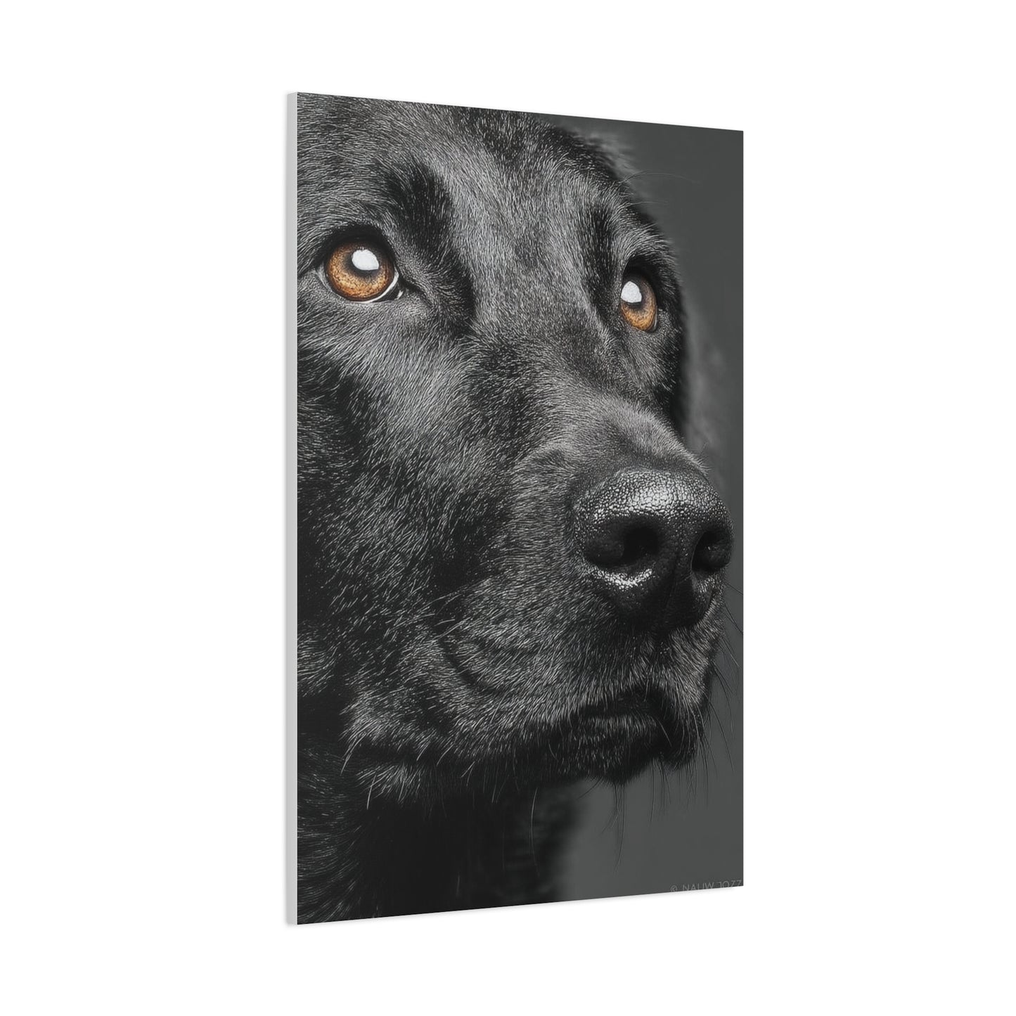 Black Labrador Fine Art Close-Up Wall Art & Canvas Print