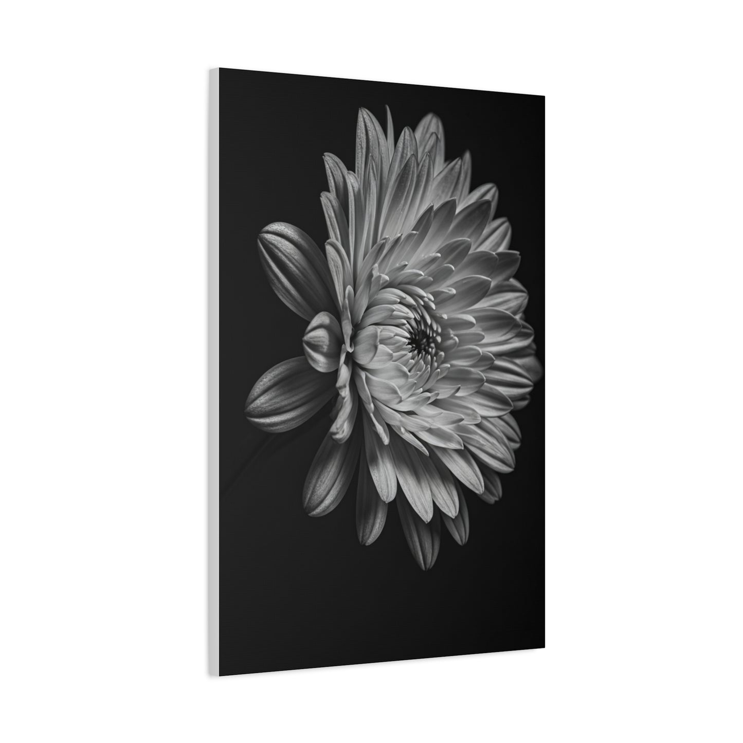 Side Profile Dahlia Bloom Wall Art & Canvas Prints