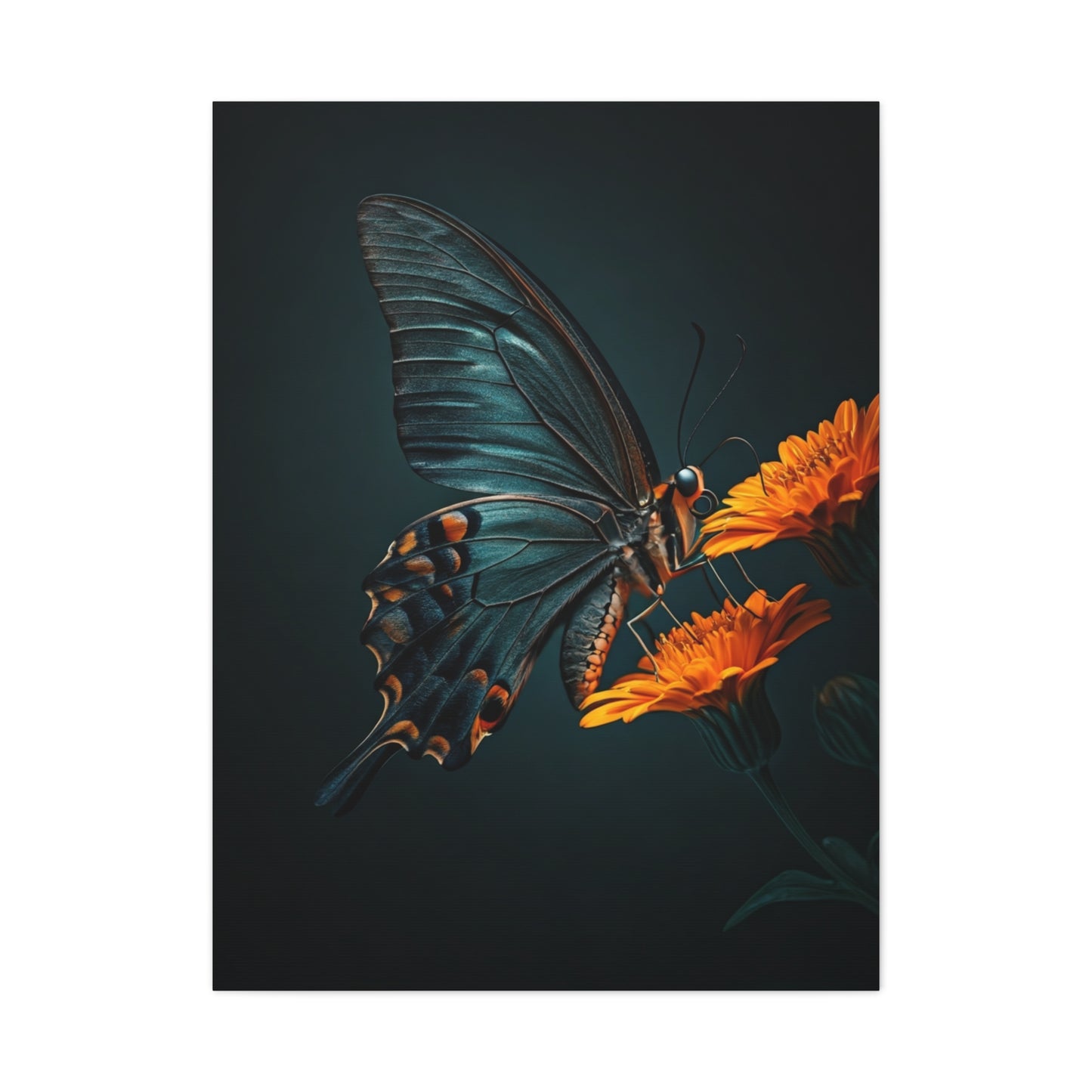 Dark Swallowtail Butterfly on Orange Blossoms Wall Art & Canvas Prints