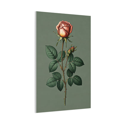 Vintage Rose Study Illustration Wall Art & Canvas Prints