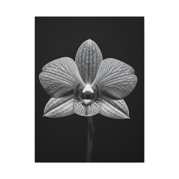 Orchid Serenity Study Wall Art & Canvas Prints