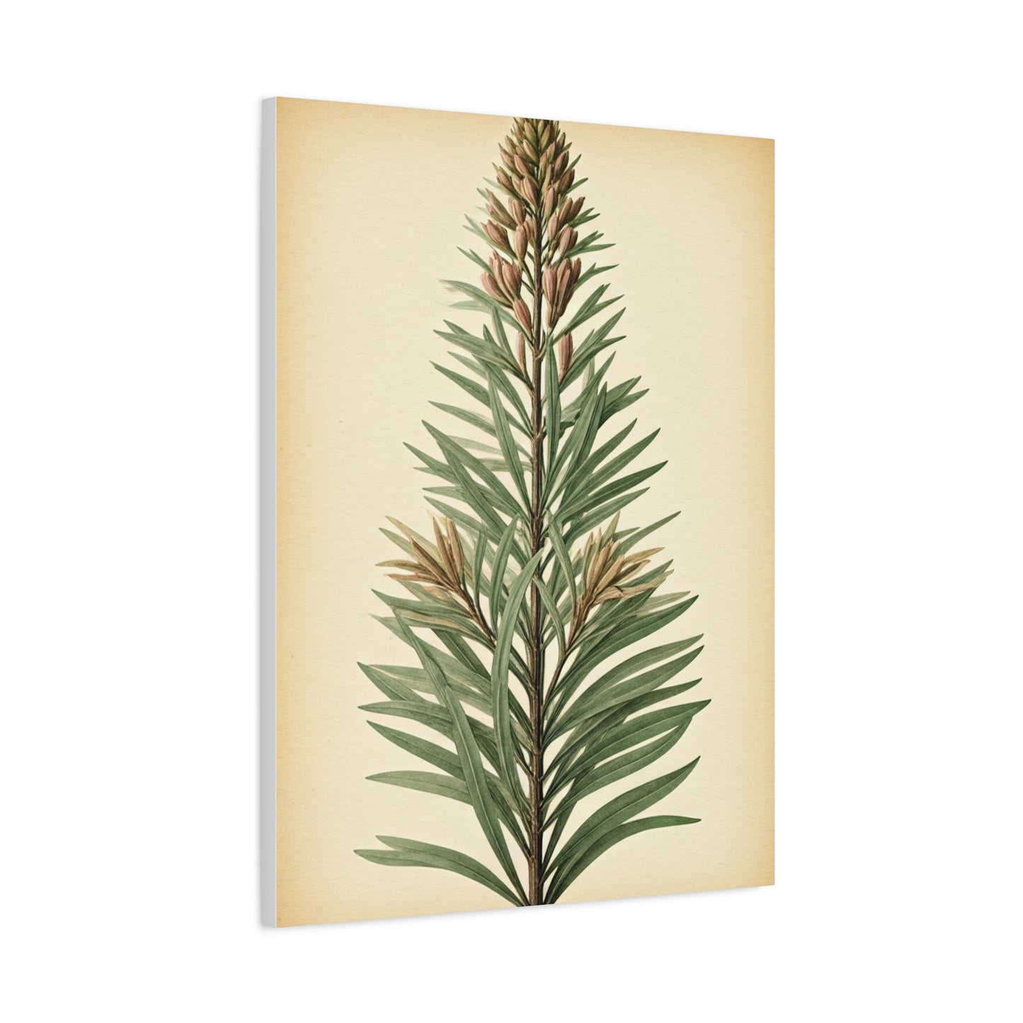 Vintage Fern Study Wall Art & Canvas Prints
