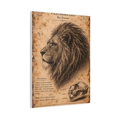 Vintage Lion Natural History Study Wall Art & Canvas Print