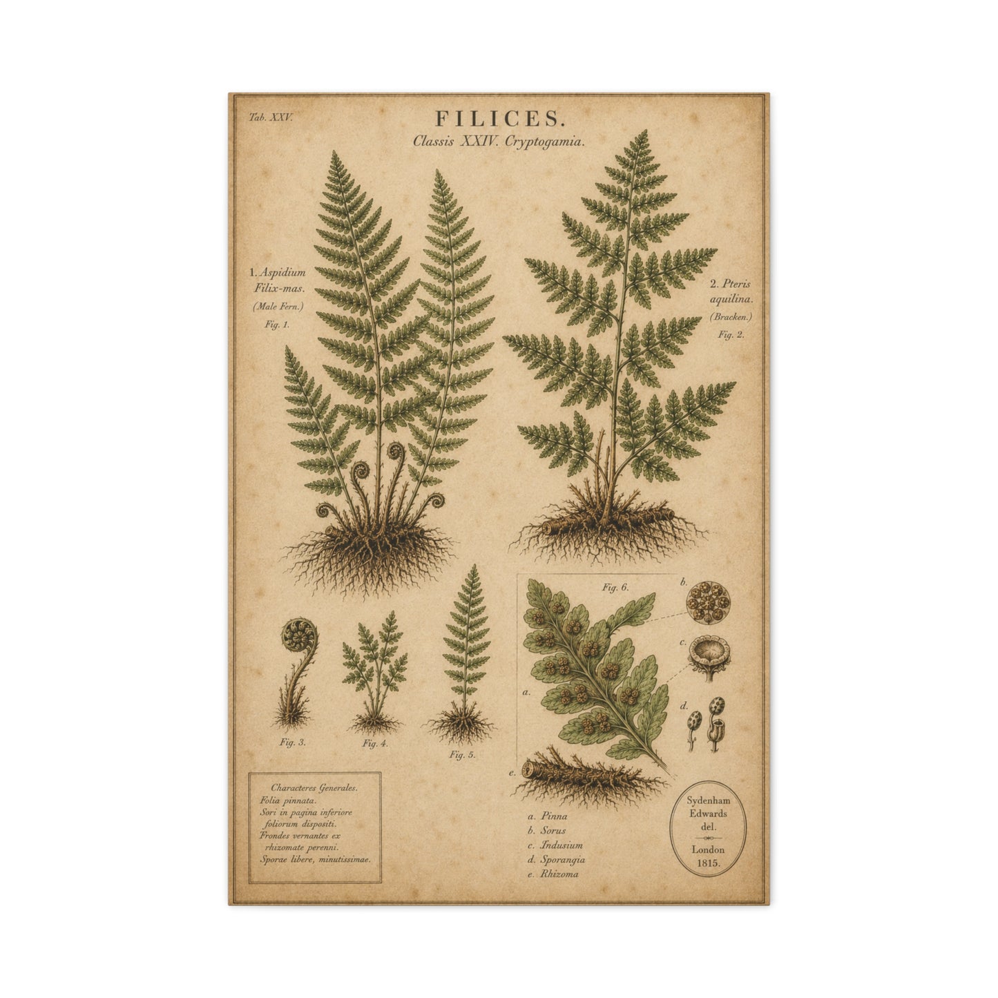 Antique Fern Herbarium Plate Wall Art & Canvas Print