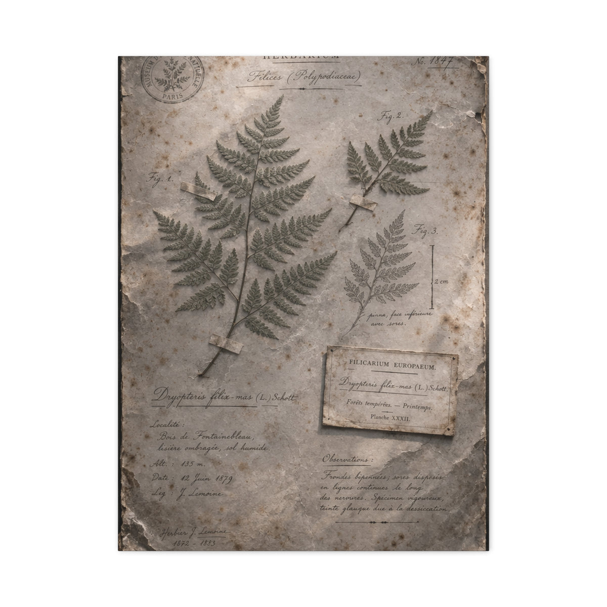 Antique Fern Herbarium Archive Wall Art & Canvas Print